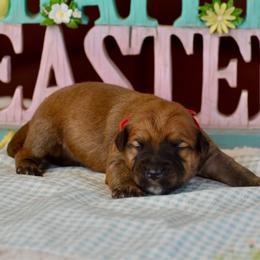 Twizzler - Wheaten male Soft Coated Wheaten Terrier puppy in Kirksville, Missouri from BellSharps Australian Shepherds