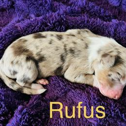 Rufus - Red merle male Australian Shepherd puppy in Charlotte, North Carolina from Awesome Aussies