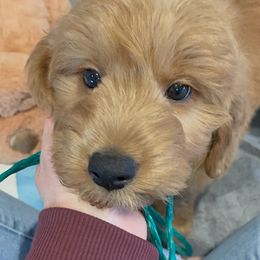 Goldendoodle Puppies from Golden Rule Doodles