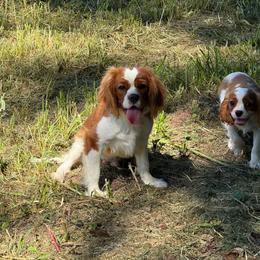 Canyon - Blenheim male Cavalier King Charles Spaniel puppy in Comer, Georgia from Stratton Spaniels