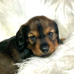 Dachshund Puppies from The Gentle Kennels