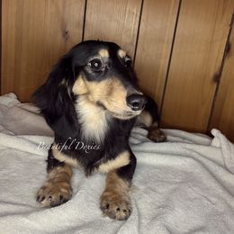 Shiloh - Dachshund