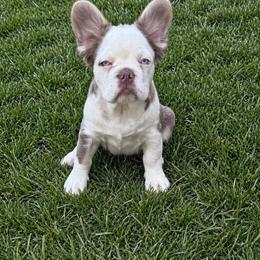 Romeo and Ares - White male French Bulldog puppy in Louisville, Kentucky from Fluffy Frenchie Cartel