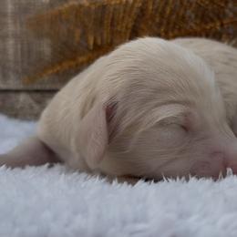Mercie female 2 - Cream female Dachshund puppy in Desloge, Missouri from Snows Doxies