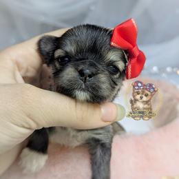 Korean Babydoll Marigold - Gold female Morkie puppy in Barren Springs, Virginia from Seeking Shalom Acres Maltese, Maltipoos & Havamalts