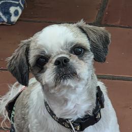 Dempsey - Shih Tzu