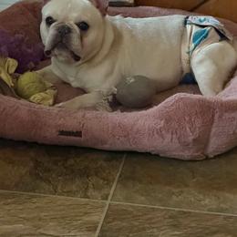 French Bulldog puppies from Frenchies Vom Reiches Tal