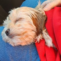 Shihpoo and Shih Tzu Puppies from The Luckie Puppy