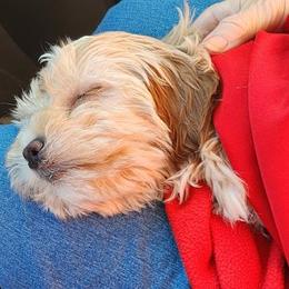 Shihpoo and Shih Tzu Puppies from The Luckie Puppy