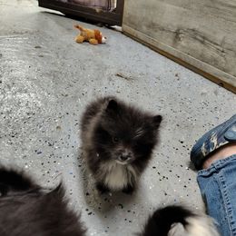 Blu - Blue male Pomeranian puppy in Andrews, South Carolina from Purple Diamonds Kennel