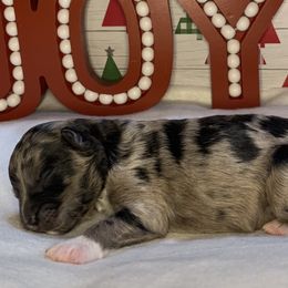 Girl 5 - Aussiedoodle puppy in Shell Lake, Wisconsin from KC Acres