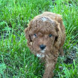 Rusty - Red  male Poodle puppy in Cabool, Missouri from Rafter B Farms