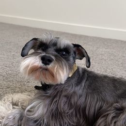 Miniature Schnauzers from MSR Mini Schnauzers