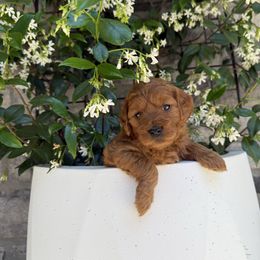 Hazel - Red  female Goldendoodle puppy in Battleground, Washington from Doodles Delight PNW