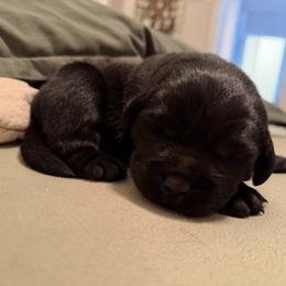 Loki - Black male Labrador Retriever puppy in Canton, Georgia from Dukes Retirevers
