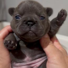 Sori - Blue female French Bulldog puppy in Miami, Florida from Oceanside French Bulldogs