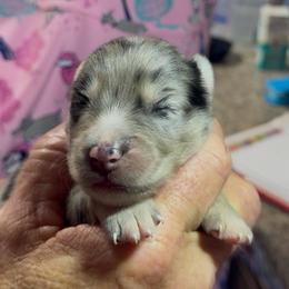 Judy - Merle female Pomsky puppy in Spring Hill, Florida from PDQ Pomskies