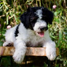 Everglade - Phantom female Bernedoodle puppy in Queen Creek, Arizona from Dulcito Doodles
