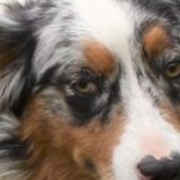 Stevie - Australian Shepherd