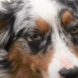 Stevie - Australian Shepherd