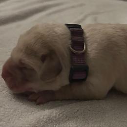 Purple Female - Yellow female Labrador Retriever puppy in Durango, Colorado from Burress Family Farm and Kennels