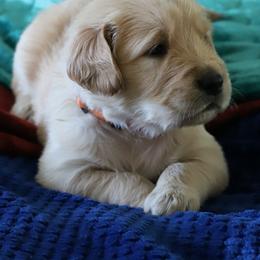 Golden Retriever Puppies from Golden M Family Farms