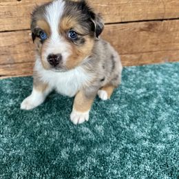 Waffles - PENDING waitlist selection mid-Nov - Blue merle male Australian Shepherd puppy in Duluth, Minnesota from Frozen Nort Aussies