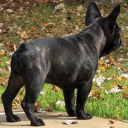 French Bulldog puppies from Eastham’s  Open French Bulldogs