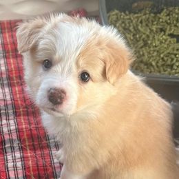 Holly - Gold female Border Collie puppy in Lakeview, Michigan from Haven Creek Farm