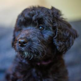 Moonflower - Black and white female Bernedoodle puppy in Lewiston, Maine from Stillwater Bernedoodles
