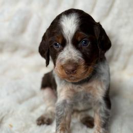 Orange girl - Tri-Roan female English Springer Spaniel puppy in Fairfield, California from Goldridge Springers