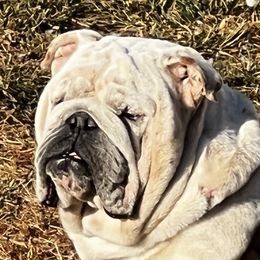 George - Bulldog