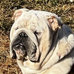 George - Bulldog