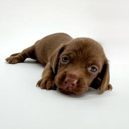 Jewel - Chocolate female Dachshund puppy in Waddell, Arizona from Neu Doxies