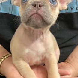 French Bulldogs from Unrivaled Kennels Inc.