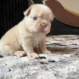 Frost - White male French Bulldog puppy in Puyallup, Washington from Sarra's French Bulldogs