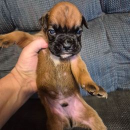 3 - Fawn male Boxer puppy in Pine River, Wisconsin from Jenks Boxers