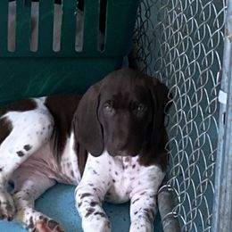 German Shorthaired Pointer Puppies from Albemarle German Shorthaired Pointers