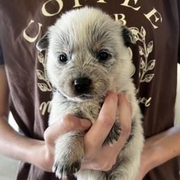 Boy 3 - Blue male Australian Cattle Dog puppy in Irvington, Kentucky from Dry Valley’s Australian Cattle Dogs