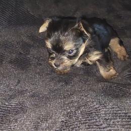 BLAZE - Black and tan male Yorkshire Terrier puppy in Palmdale, California from J Designer Puppies
