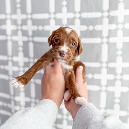 Fig - Red  male Goldendoodle puppy in Greencastle, Indiana from Willow & Co.
