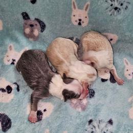 Blue female - Blue female Border Collie puppy in Springtown, Texas from CRL Farms