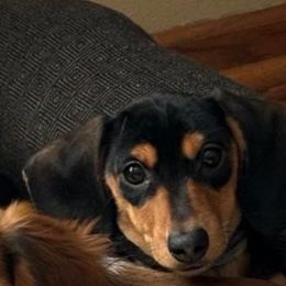 jelly - Dachshund