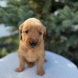 Pink Collar Girl - Golden female Golden Retriever puppy in Salt Lake City, Utah from Deseret Peak Goldens
