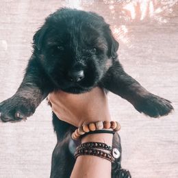 German Shepherd Puppies from Oahu German Shepherds