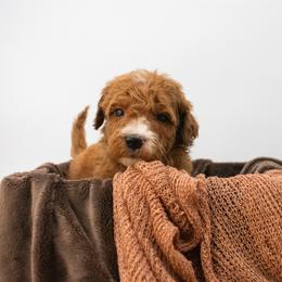 Squid - Red  male Goldendoodle puppy in Lafayette, Alabama from Sweethaven Kennels