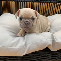 Ice T - Blue fawn male French Bulldog puppy in Minneapolis, Minnesota from Flyazz Frenchies Kennels