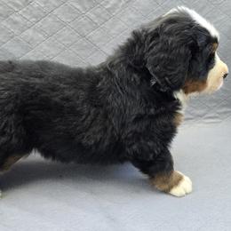 Luna - Black rust and white female Bernese Mountain Dog puppy in Alpharetta, Georgia from Bravura Bernese Mountain Dog