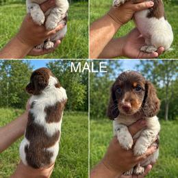 Chocolate and Tan Piebald Boy - Piebald male Dachshund puppy in Oklahoma from Wild Weenies - Dachshund Ranch