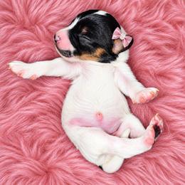 LaLa - Tri-color female Cavapoo puppy in Lebanon, Kentucky from Mosaic Merle Doodles